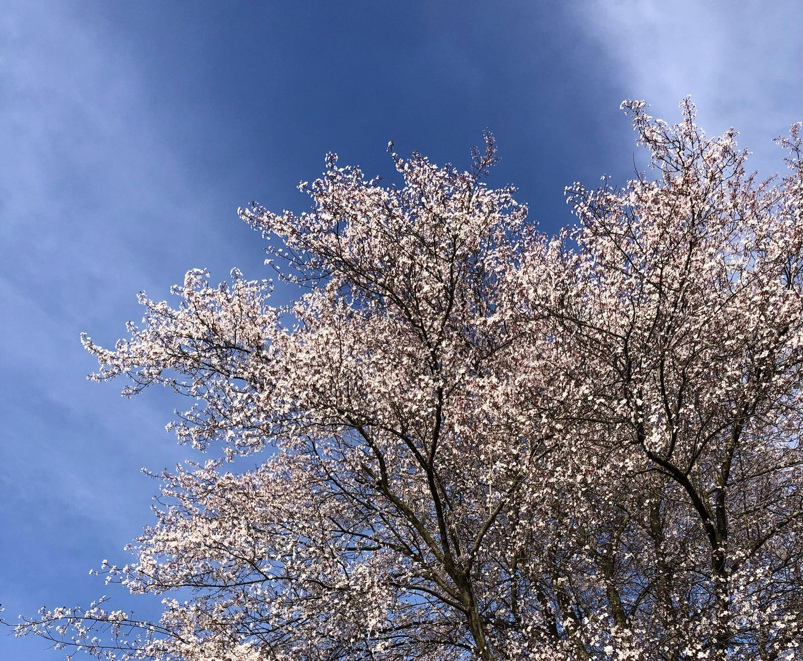 Überall in Freiburg blühen Bäume und Sträucher