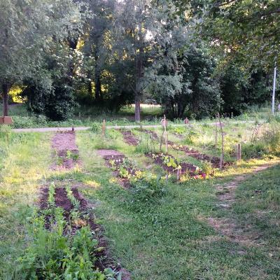 Beete im Gemeinschaftsgarten im Sommer im Sonnenlicht