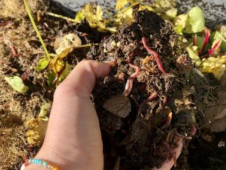 Wurmkompost