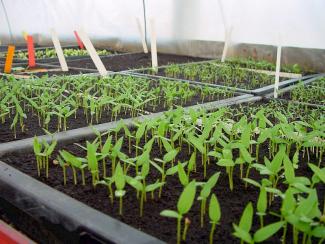 Jungpflanzenaufzucht Jungpflanzenaufzucht