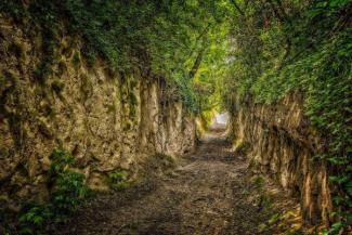 Lößweg Kaiserstuhl