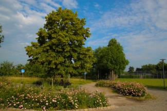 Laubbäume im Seepark