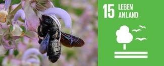 Holzbiene und SDG15