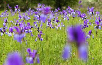 Sibirische Schwertlilien - Heinrich Werner