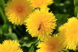 Biene auf Löwenzahn