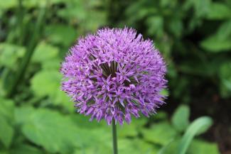 Allium