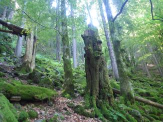 Foto Urwald Zweribach