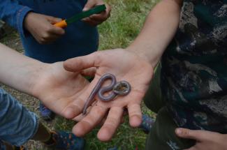 Kinderhand mit großem Regenwurm, darunter eine weitere Kinderhand