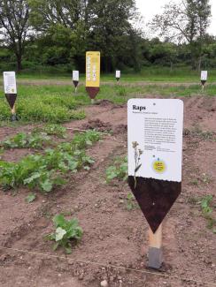 Infoschilder auf dem Weltacker Freiburg