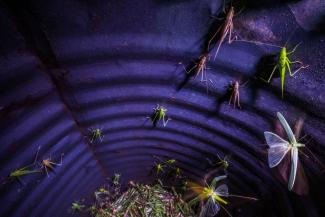 Ausstellung Europäische Naturfotografien GDT