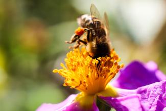 Biene steht Kopf in einer Blüte