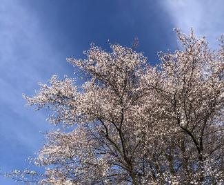 Überall in Freiburg blühen Bäume und Sträucher
