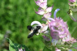 Freiburger Tag der Artenvielfalt