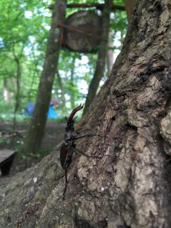 Hirschkäfer im Dietibleibt