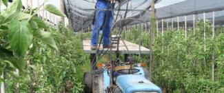 Traktor in Spalierobst unter Netzen und Mensch auf dem Dach