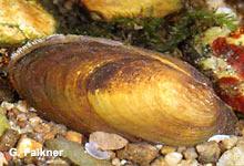 NABU Freiburg - Einheimische Großmuscheln in Baden-Württemberg