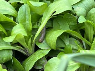 Regenwurm im Feldsalat