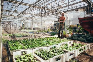 Setzlinge von Piluweri