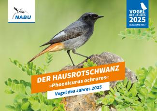 Vogelkundlicher Spaziergang mit Fokus Hausrotschwanz