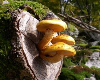 Gelbe Pilze die aus einem abgesägtem Holzstamm herauswachsen